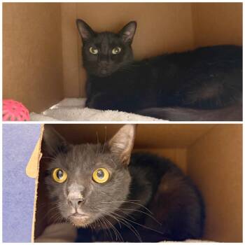 Anna & Guinness -  Domestic Short Hair Cat for Adoption in Philadelphia, Pennsylvania - Anna & Guinness | PetCurious