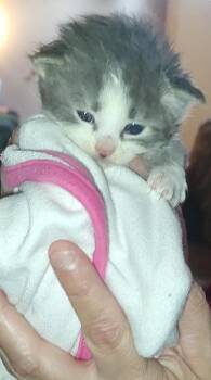 Gw  -  Domestic Short Hair Cat Available for Adoption in Fair Oaks, Indiana - Gw  | PetCurious