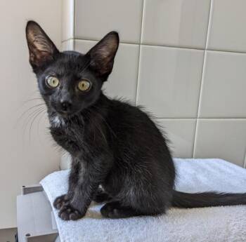 Domestic Short Hair Cats Available for Adoption in Healdsburg, California - Robert | PetCurious
