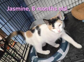 Rescue Domestic Short Hair Cats for Adoption in Buena Vista, Virginia - Jasmine | PetCurious