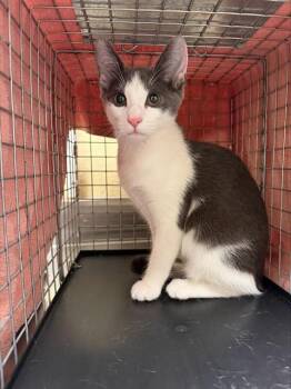 TIFFANY -  Domestic Short Hair Cat for Adoption in Fort Myers, Florida - TIFFANY | PetCurious