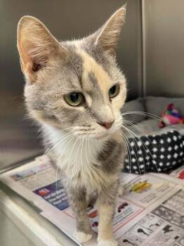 Mavis -  Domestic Short Hair Cat for Adoption in Covington, Virginia - Mavis | PetCurious