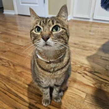 Sweet Caramel Latte -  Tabby and Domestic Short Hair Cat for Adoption in Corpus Christi, Texas - Sweet Caramel Latte | PetCurious