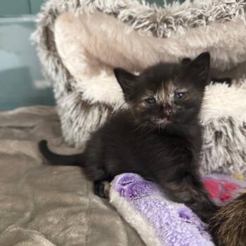 Domestic Short Hair Cats Available for Adoption in Tustin, California - Violet | PetCurious