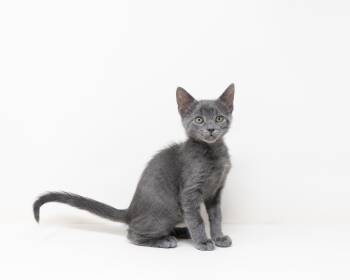 Rescue Domestic Short Hair Cats for Adoption in Trophy Club, Texas - Romance | PetCurious