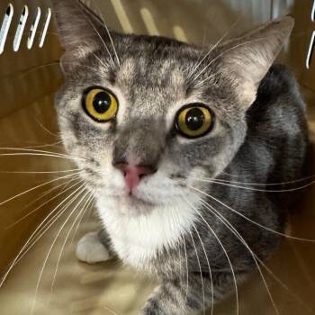 Domestic Short Hair Cats Available for Adoption - Bad Bunny Benito | PetCurious