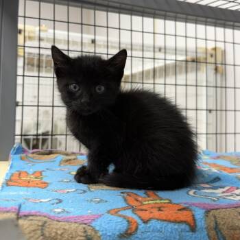 Bobby -  Domestic Short Hair Cat for Adoption in Senatobia, Mississippi - Bobby | PetCurious