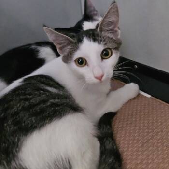 Rescue Domestic Short Hair Cats for Adoption in Wahiawa, Hawaii - Dave | PetCurious