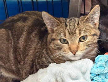 Rescue Domestic Short Hair Cats for Adoption in Baraboo, Wisconsin - Swirl | PetCurious