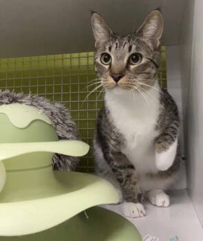 Domestic Short Hair Cats Available for Adoption - McMuffin INDOOR ONLY  | PetCurious