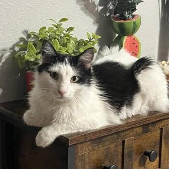 Manx and Domestic Medium Hair Cats Available for Adoption - Cici | PetCurious