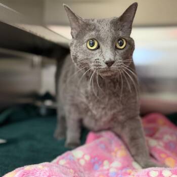 Cat 08/05/2026 -  Domestic Short Hair Cat for Adoption in Bullhead City, Arizona - Cat 08/05/2026 | PetCurious