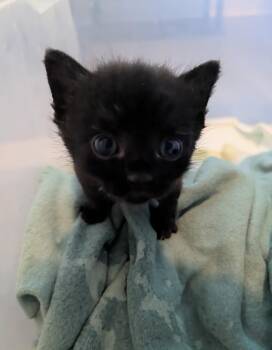 Celine -  Domestic Short Hair Cat for Adoption in Hartsville, South Carolina - Celine | PetCurious