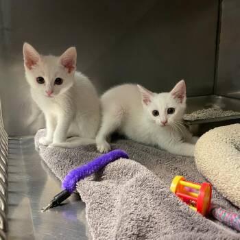 Domestic Short Hair Cats Available for Adoption in San Jacinto, California - Cloud | PetCurious