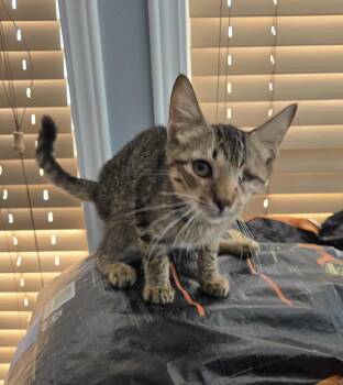 Rescue Domestic Short Hair Cats for Adoption in Greenville, North Carolina - Elvis | PetCurious
