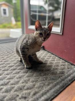 Bayou -  Domestic Short Hair Cat for Adoption in Gorham, Maine - Bayou | PetCurious