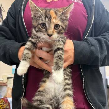 Kiwi -  Domestic Medium Hair Cat for Adoption in York, Pennsylvania - Kiwi | PetCurious