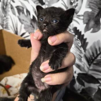 Domestic Short Hair Cats Available for Adoption in Wahiawa, Hawaii - Lani | PetCurious