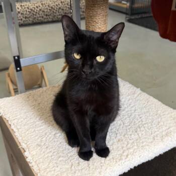 Wynona -  Domestic Short Hair Cat for Adoption in Houston, Texas - Wynona | PetCurious