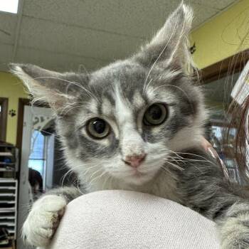 Domestic Medium Hair Cats Available for Adoption in Buffalo, New York - Lock (Wilbert) | PetCurious