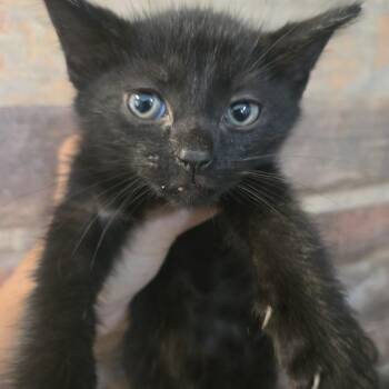 Vaughn -  Domestic Short Hair Cat for Adoption in Chicago, Illinois - Vaughn | PetCurious