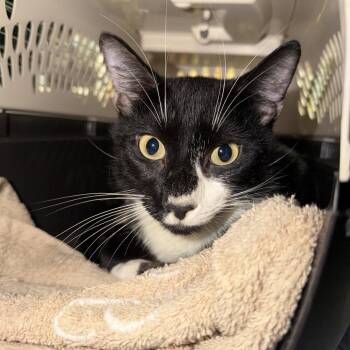 Jungle Jim -  Domestic Short Hair Cat for Adoption - Jungle Jim | PetCurious