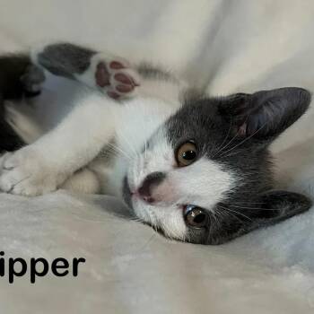 Skipper -  Domestic Short Hair Cat for Adoption in Wyandotte, Michigan - Skipper | PetCurious