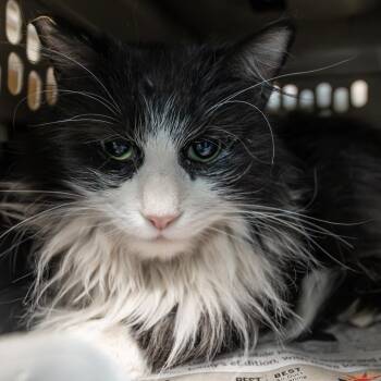 Domestic Long Hair Cats Available for Adoption in Las Vegas, Nevada - Dr. Loomis | PetCurious