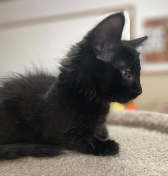 Domestic Short Hair Cats Available for Adoption in Neillsville, Wisconsin - Alfalfa | PetCurious