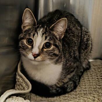 Domestic Short Hair Cats Available for Adoption in Oak Brook, Illinois - Ducky | PetCurious