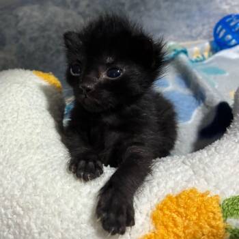 Penny -  Domestic Short Hair Cat for Adoption in Lynchburg, Virginia - Penny | PetCurious
