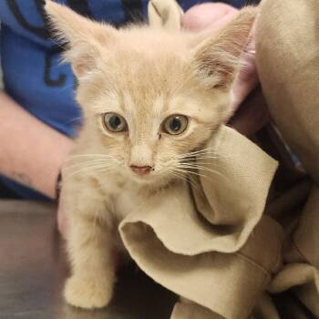 Heathcliff -  Domestic Medium Hair Cat for Adoption in Charleston, West Virginia - Heathcliff | PetCurious
