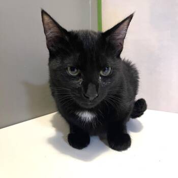 Domestic Short Hair Cats Available for Adoption in Fredericksburg, Virginia - Goth Primer | PetCurious