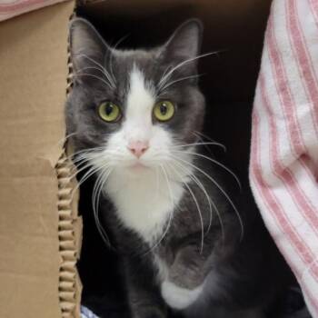 Domestic Short Hair Cats Available for Adoption - Baby Girl | PetCurious