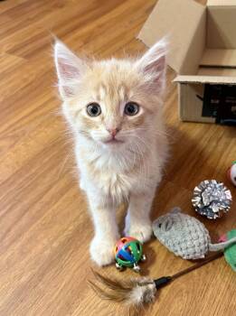 SANDY - Bonded with Dandy -  Domestic Short Hair Cat for Adoption in Fremont, California - SANDY - Bonded With Dandy | PetCurious