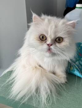Rescue Himalayan Cats for Adoption in Brampton, Ontario - Suzie | PetCurious
