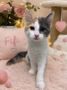 Fifi -  Domestic Short Hair Cat for Adoption in Chattanooga, Tennessee - Fifi | PetCurious
