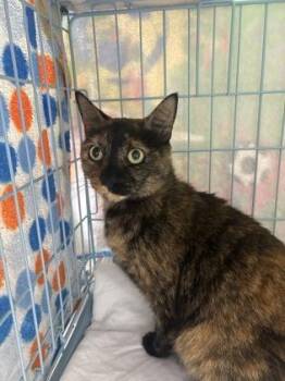Pookie -  Domestic Short Hair Cat for Adoption in Gainesville, Florida - Pookie | PetCurious