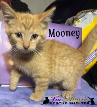 Rescue Domestic Short Hair Cats for Adoption in Ottawa Hills, Ohio - Mooney | PetCurious