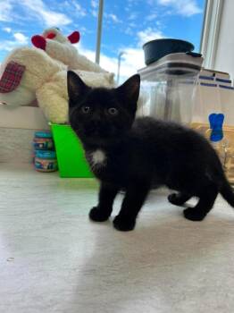 Blackberry -  American Shorthair Cat for Adoption in Van Wert, Ohio - Blackberry | PetCurious