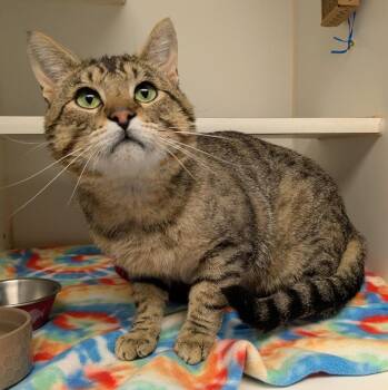 Rescue Domestic Short Hair Cats for Adoption in Bellingham, Washington - Tomasi | PetCurious