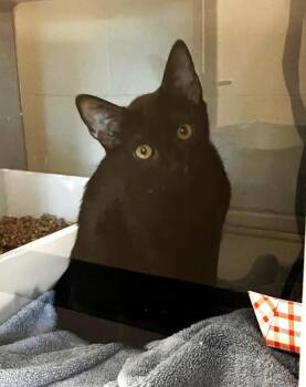 Cayenne -  Domestic Short Hair Cat for Adoption in Stratham, New Hampshire - Cayenne | PetCurious