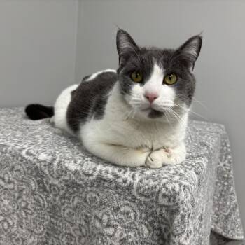 Domestic Short Hair Cats Available for Adoption in Frankfort, Indiana - Chad | PetCurious