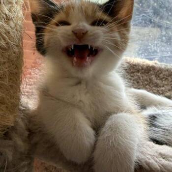Chalupa -  Calico Cat for Adoption in Toronto, Ontario - Chalupa | PetCurious