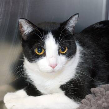 Violet -  Domestic Short Hair Cat for Adoption in West Palm Beach, Florida - Violet | PetCurious