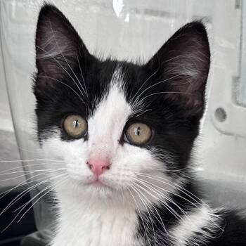 Laika -  Domestic Short Hair Cat for Adoption in Santa Fe, New Mexico - Laika | PetCurious