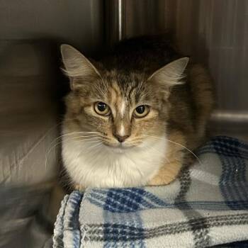 Star -  Domestic Medium Hair Cat for Adoption in Knoxville, Tennessee - Star | PetCurious