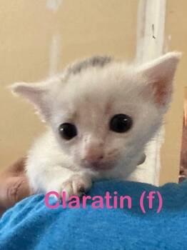 Domestic Short Hair Cats Available for Adoption in New Bern, North Carolina - CLARATIN Kitten (f) | PetCurious