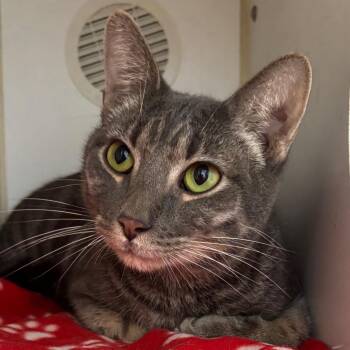 Tom -  Domestic Short Hair Cat for Adoption in Naperville, Illinois - Tom | PetCurious