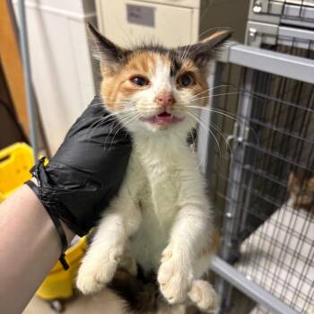 Brittany -  Domestic Short Hair Cat for Adoption in Columbiana, Alabama - Brittany | PetCurious